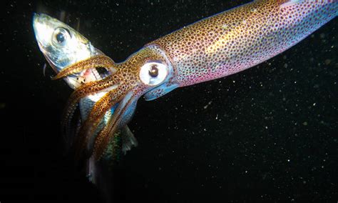 does squid have protein.